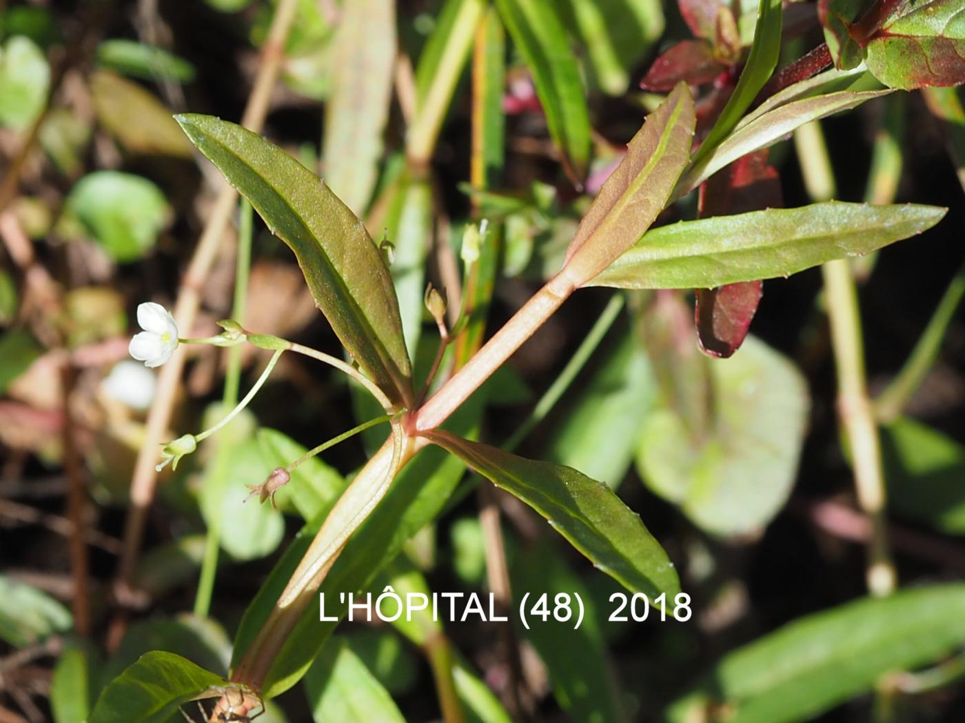 Speedwell, Marsh leaf